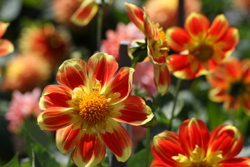 Orange yellow dahlia 1063