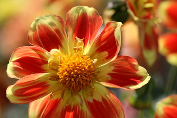 Orange Dahlia 1064
