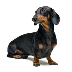 Obraz premium A dog (puppy) of the dachshund male breed, black and tan on isolated on white background