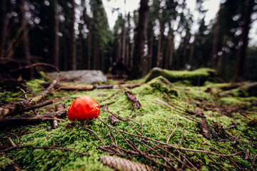 Roter Fliegenpilz auf dem Waldboden mit Moos