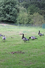 Obraz na płótnie Canvas geese