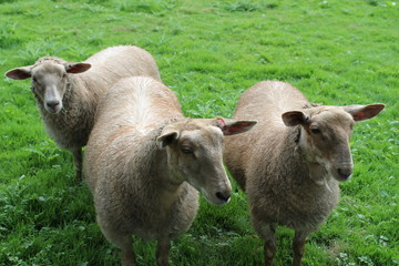 Obraz premium sheep