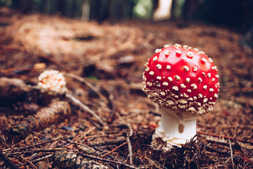 Fly agaric mushroom in fall forest