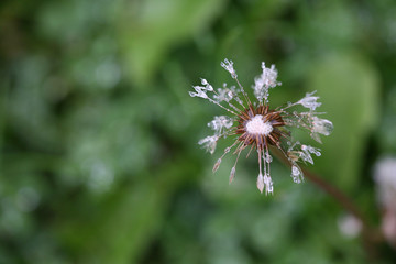 raindrops on dandelion