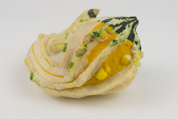 kürbis dekoration im herbst für gastronomie oder halloween