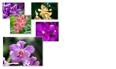 Collage of various flowers in nature concept