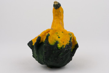 kürbis dekoration im herbst für gastronomie oder halloween