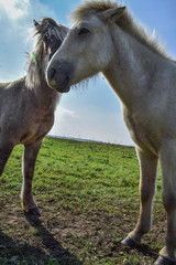 Obraz premium Horses in the meadow