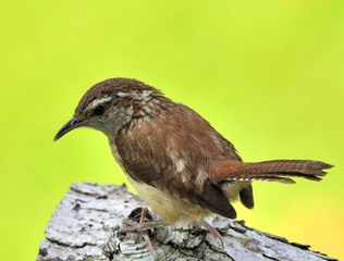 Carolina Wren