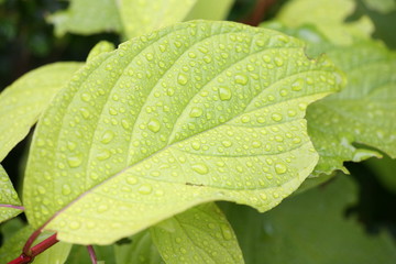 raindrops on leaves