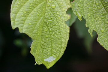 raindrops on leaves