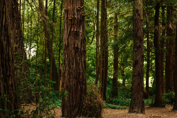 Red Wood Forest San Francisco