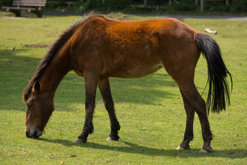 New Forest pony grazing on pasture