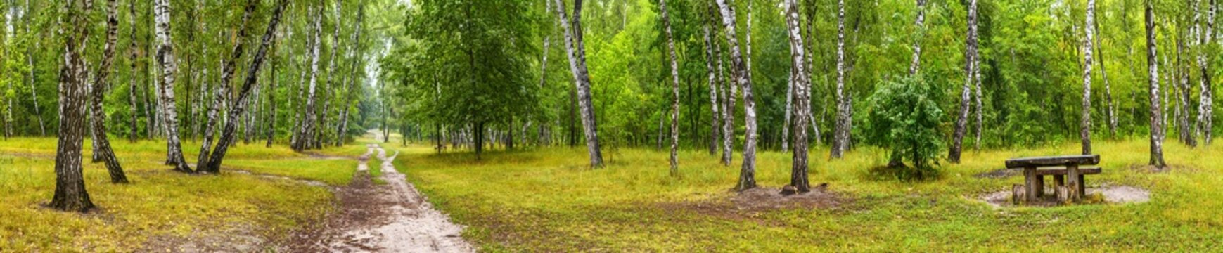 Fototapeta Birch grove with a road and bench on sunny summer day, huge panorama