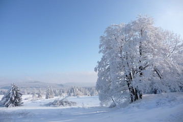 Beautiful winter countryside in Czech Republic with blue sky, Jeseniky, Rejviz