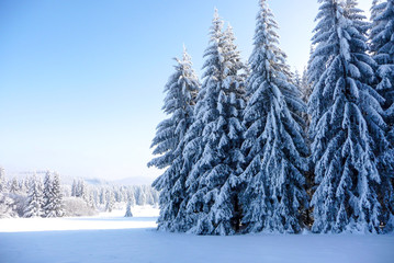 Beautiful winter countryside in Czech Republic with blue sky, Jeseniky, Rejviz