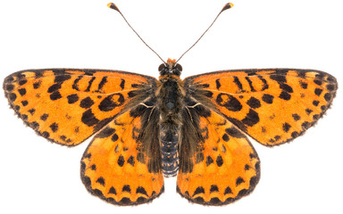Close-up of the Melitaea didyma red-band fritillary beautiful butterfly isolated on white background. Dorsal view of spotted fritillary butterfly.