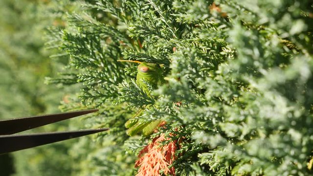 Green Grasshopper. Macro, Colorful. 4k slow motion