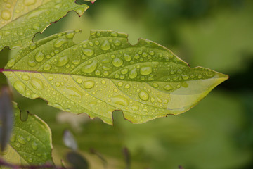 raindrops on leaves