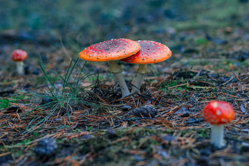 Red poisonous Amanita mushrooms