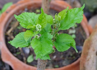 mulberry tree to sprout
