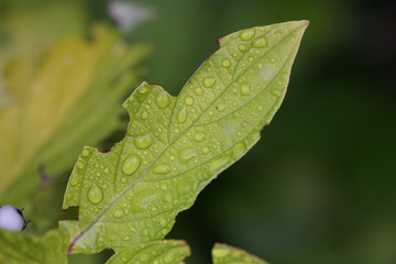 raindrops on leaves