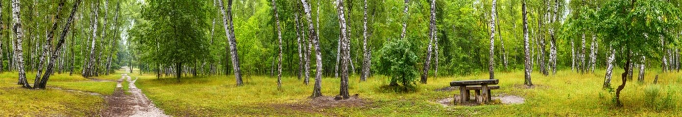 Birch grove with a road and bench on sunny summer day, huge panorama