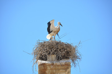 Storks