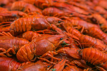 Cancers. Boiled red crawfish. Crawfish ready to eat. Beer snack. Crayfish to beer. The Luisian shell.