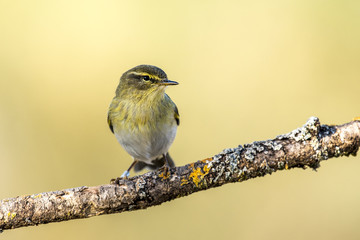 willow warbler