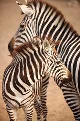 Fototapeta na wymiar Zebra Baby and Mom
