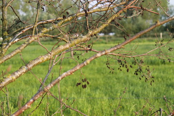 countryside