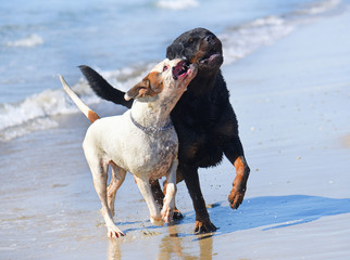 dogs on the beach