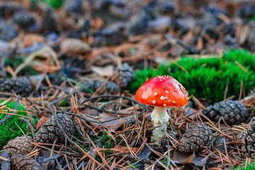 Red poisonous Amanita mushroom