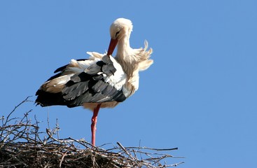 Weißstorch (Ciconia ciconia)