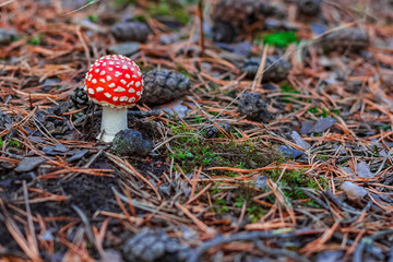 Red poisonous Amanita mushroom