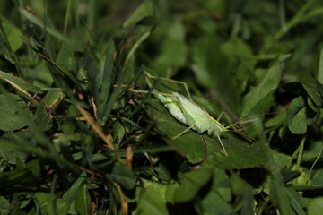 grasshopper