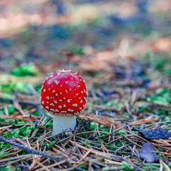 Red poisonous Amanita mushroom