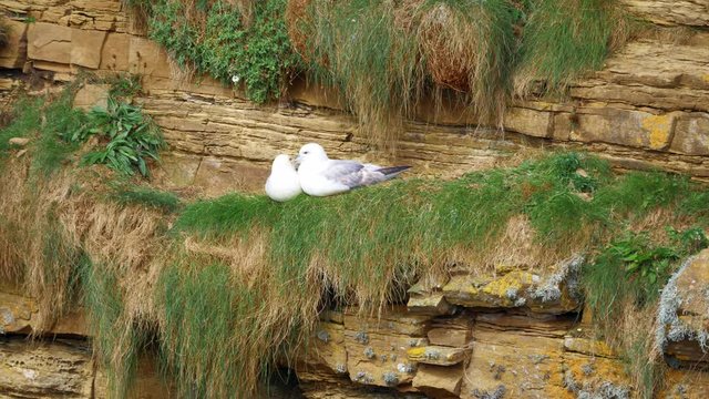 Seagulls Nest At John O' Groats, North Of Scotland - Graded Version