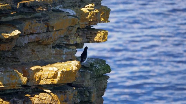 Seagulls Nest At John O' Groats, North Of Scotland - Graded Version