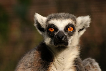 Ring tailed Lemur