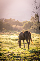 Fototapeta premium backlit soft image of a lone brown bay horse in a green grass field with dew on the ground at sunrise