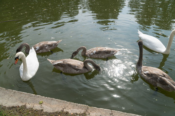 Fototapeta premium Schwan 