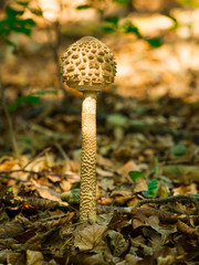 Schirmling in gleissendem Herbst Licht im Laubwald