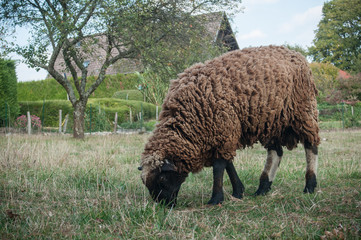 mouton brun broutant dans une prairie