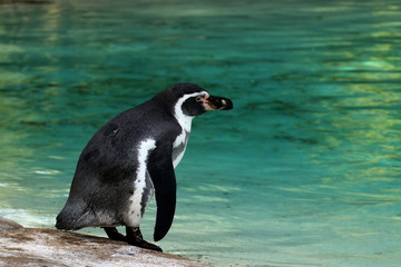 Humboldt penguin