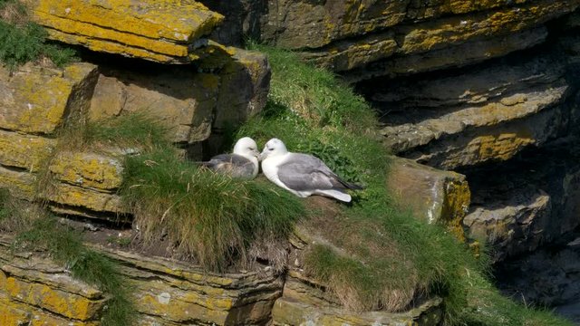 Seagulls Nest At John O' Groats, North Of Scotland - Native Version