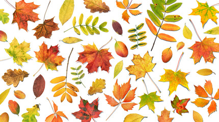 Autumn composition with falling leaves. Fall colorful leaves.  Autumn background with foliage on...