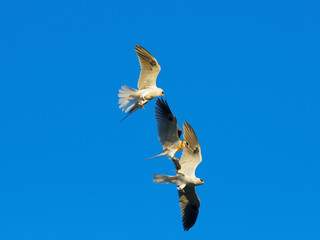 Whitetailed Kites (Milan) exchanging gopher prey in midair acrobatics