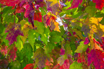 Multicolored maple leaves.
